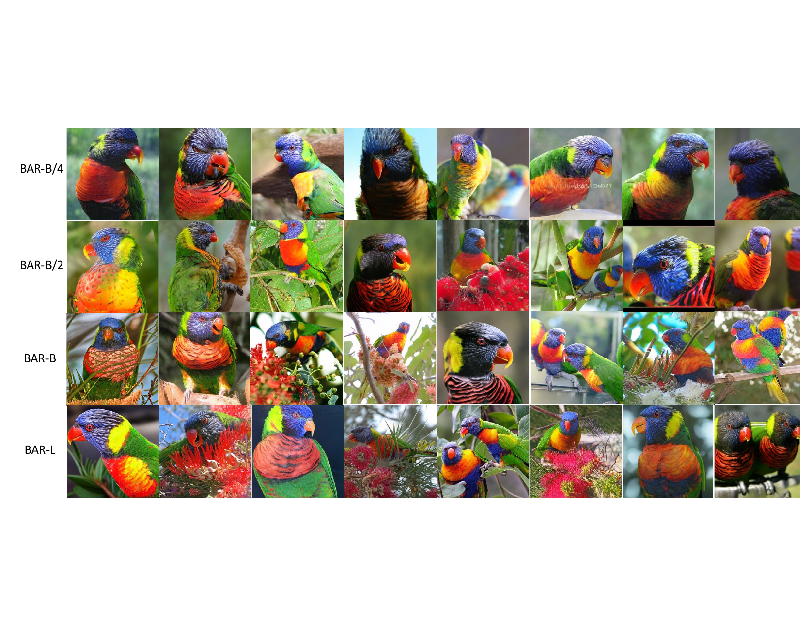 Lorikeet
